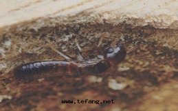 滅白(bái)蟻專業消殺公(gōng)司可(kě)以(yǐ)选擇嗎